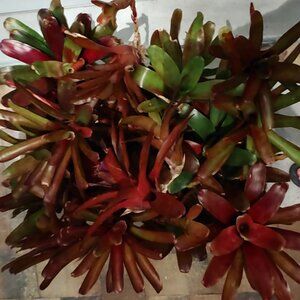 Doggy Donations for Kara